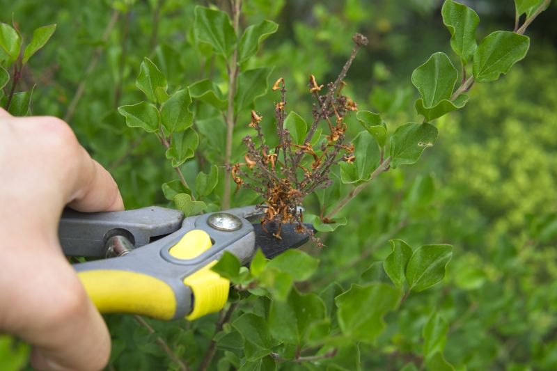 Pruning Inside the Canopy