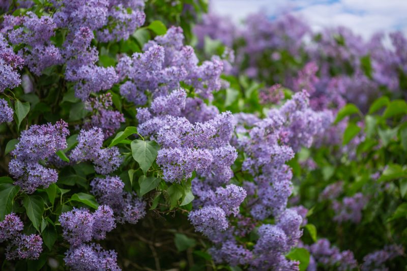 Blooming Lilac