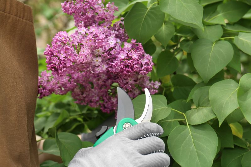 Pruning Lilacs in Winter
