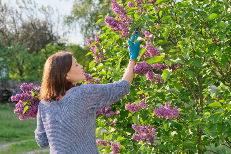 Lilac Pruning in Early Spring