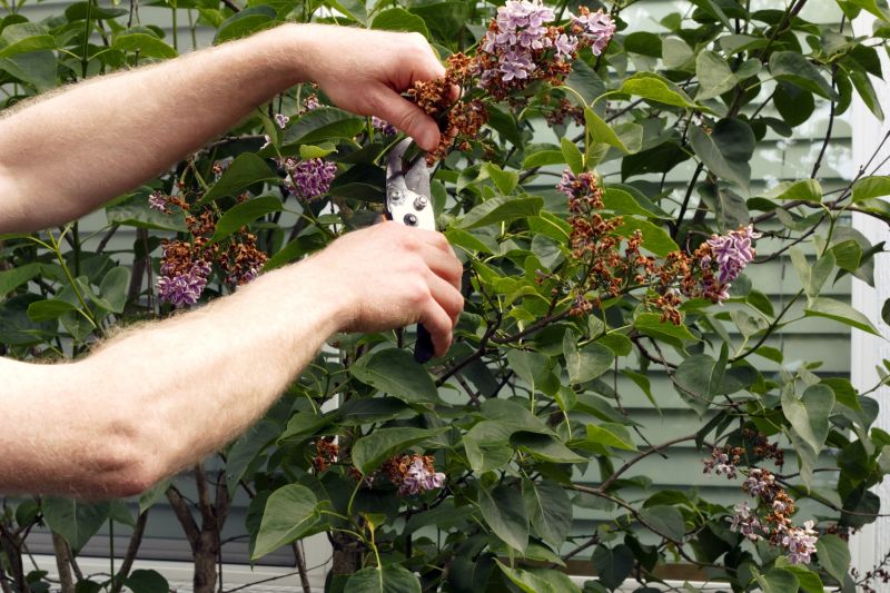 Products For Lilac Pruning Service in use